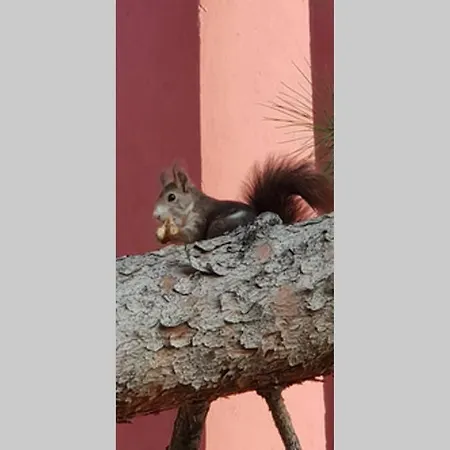 La Muralla Roja * קלפה